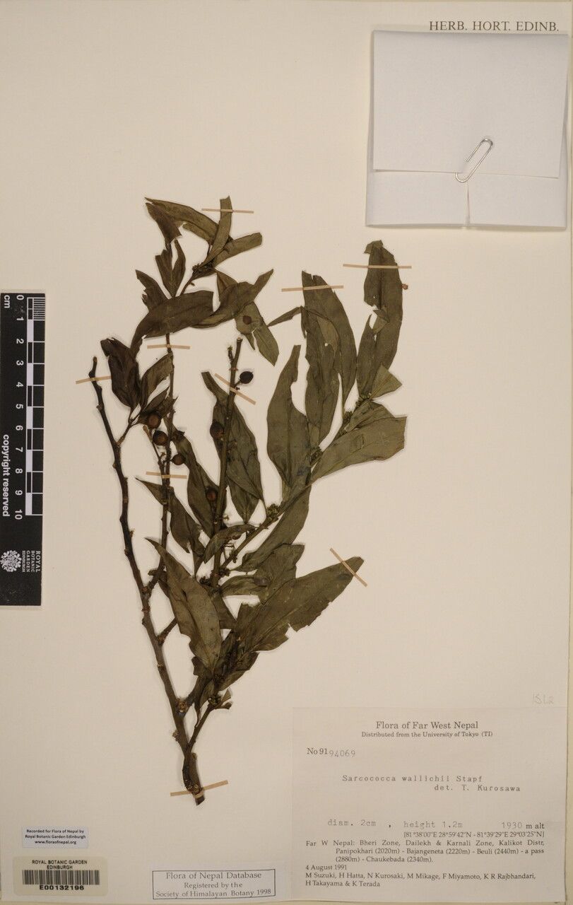 Sarcococca wallichii other