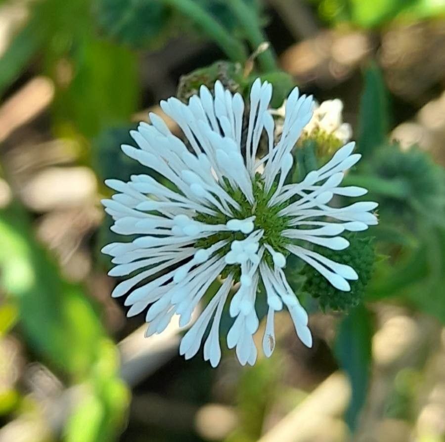 Gymnocoronis spilanthoides flower