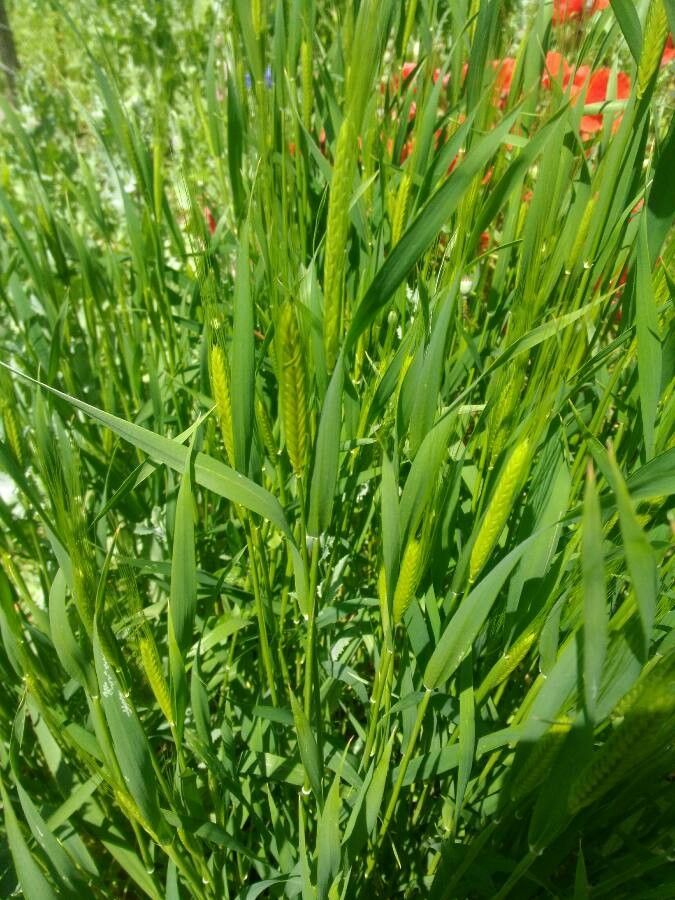 Triticum monococcum leaf