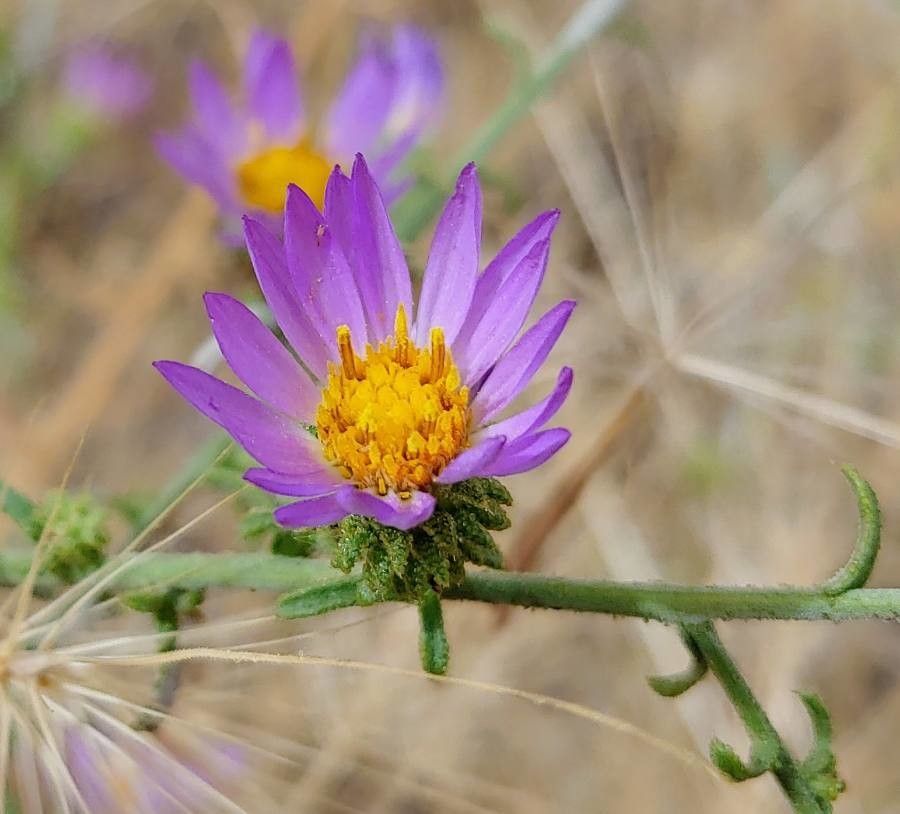 Machaeranthera canescens flower
