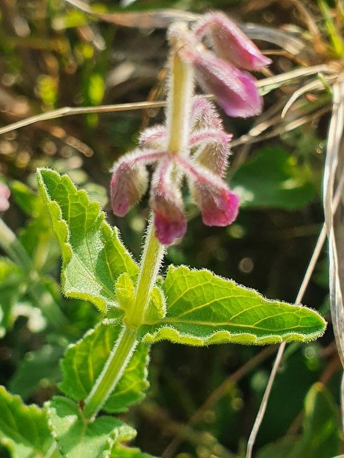 Orthosiphon parvifolius — houseplant care guide