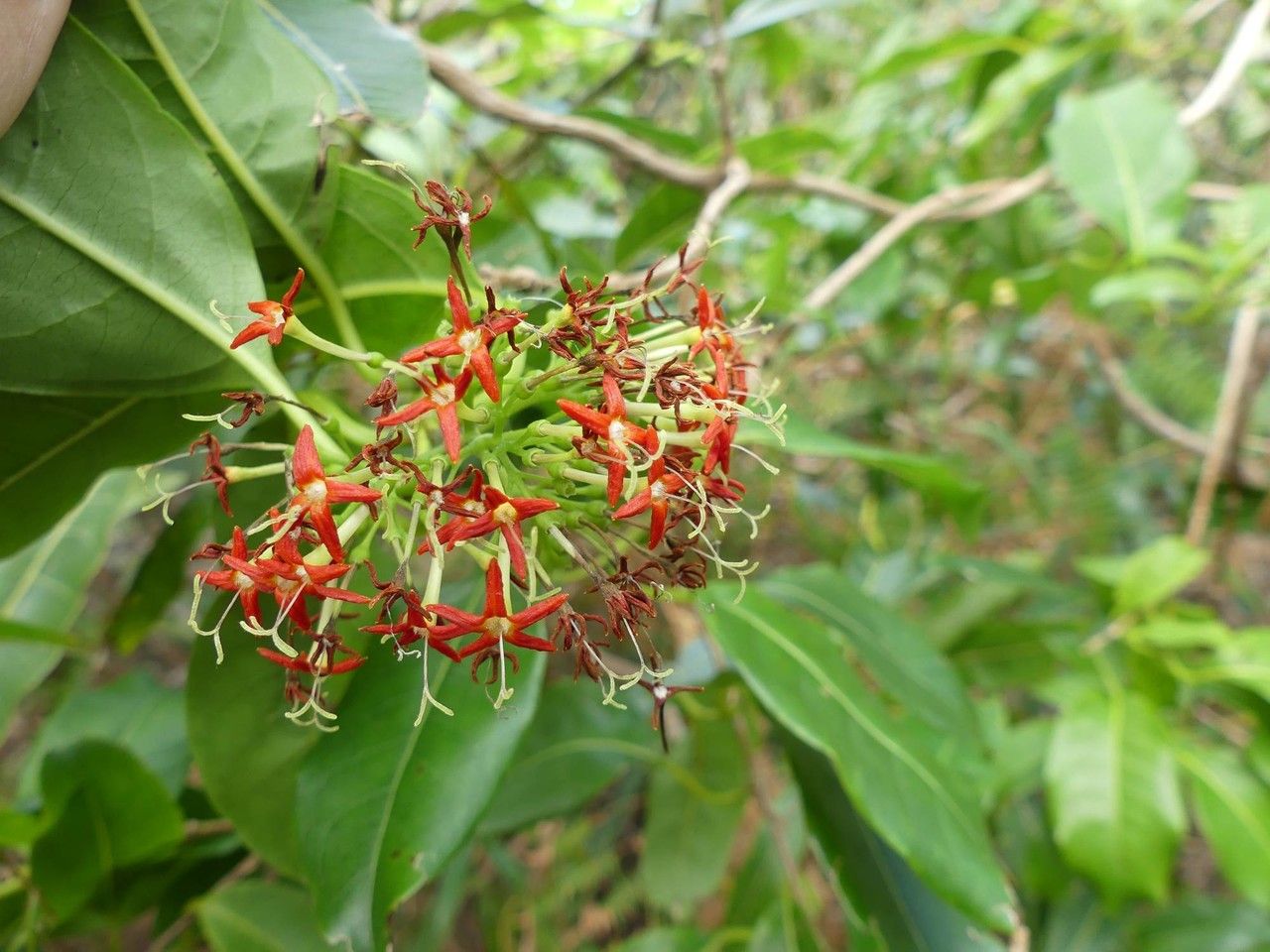 Danais fragrans flower