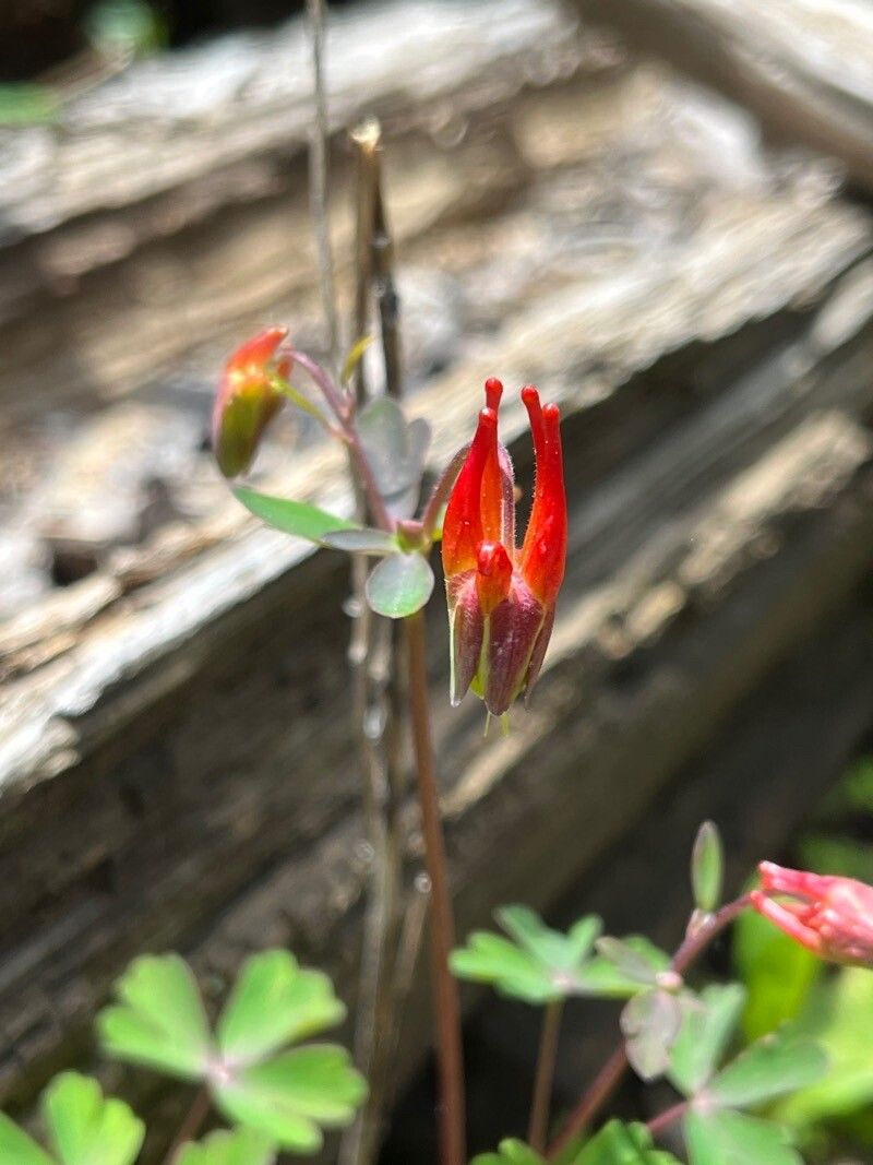 Aquilegia elegantula flower