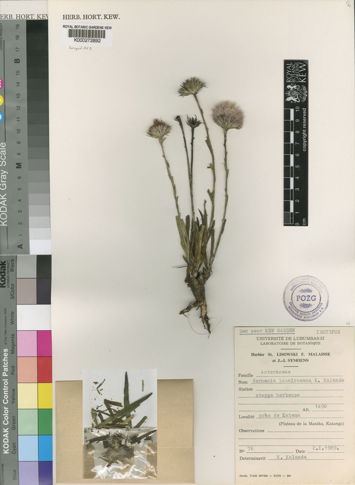 Vernonia robinsonii — houseplant care guide