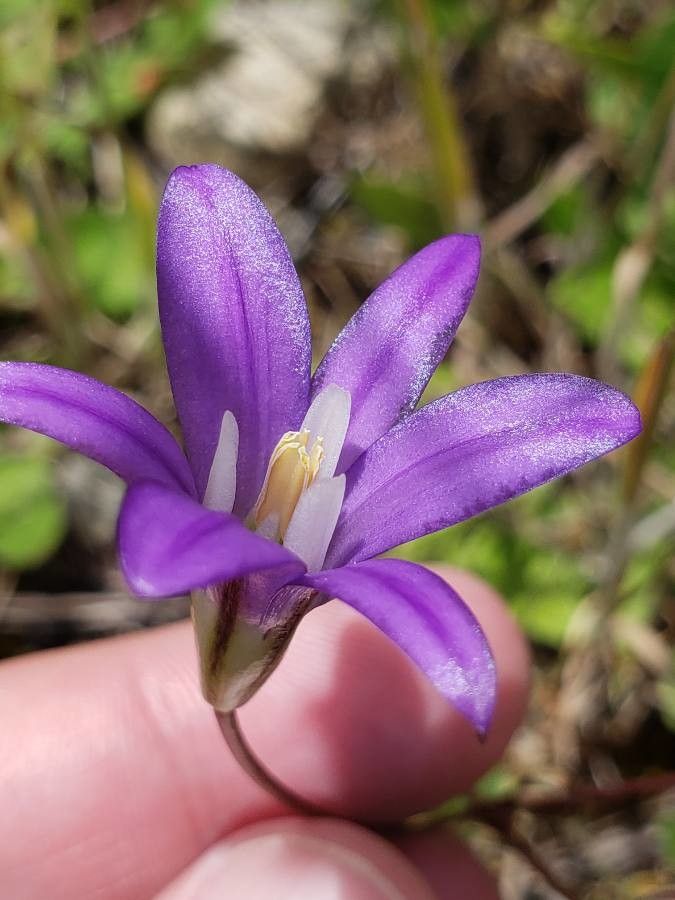 Brodiaea coronaria — houseplant care guide