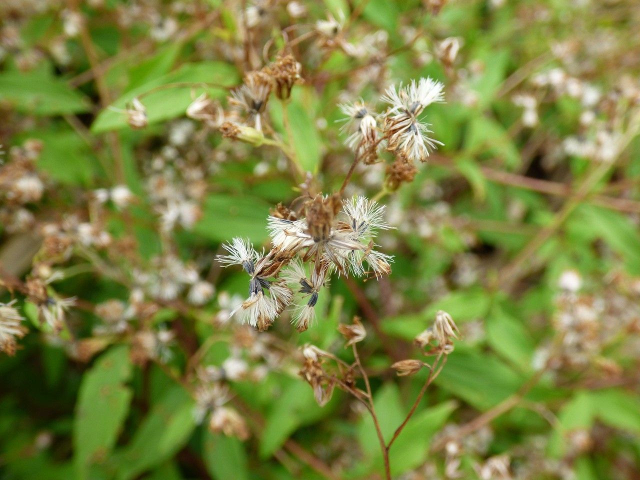 Ageratina riparia fruit