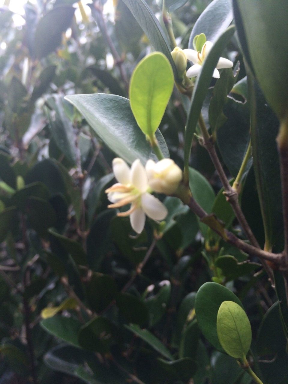 Coffea myrtifolia flower