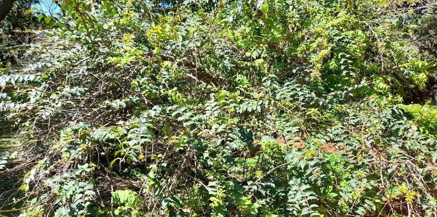 Coriaria japonica habit