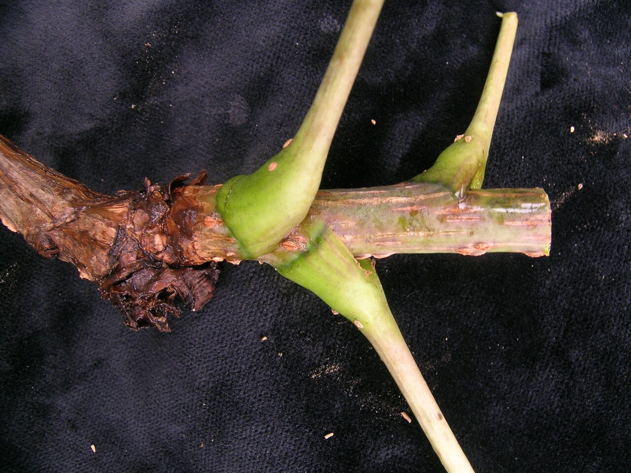 Aralia leschenaultii bark
