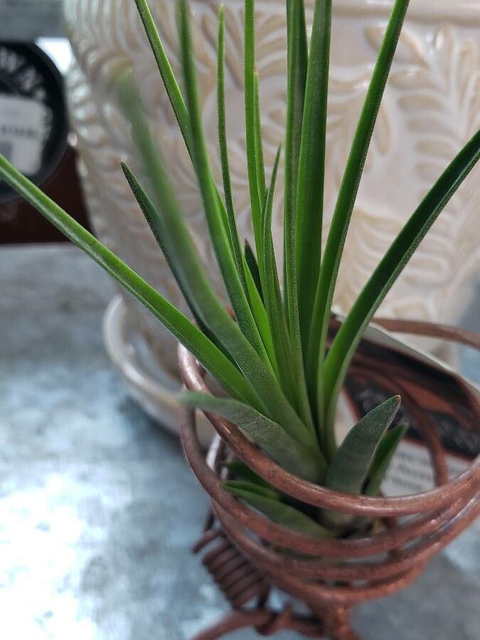 Tillandsia fasciculata leaf