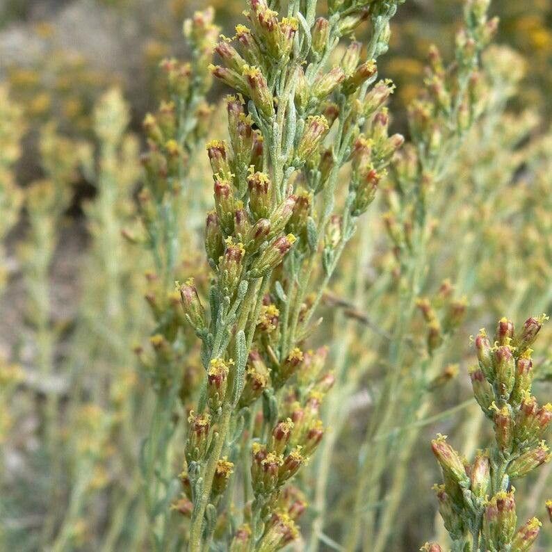 Artemisia nova — search result for 'Artemisia'