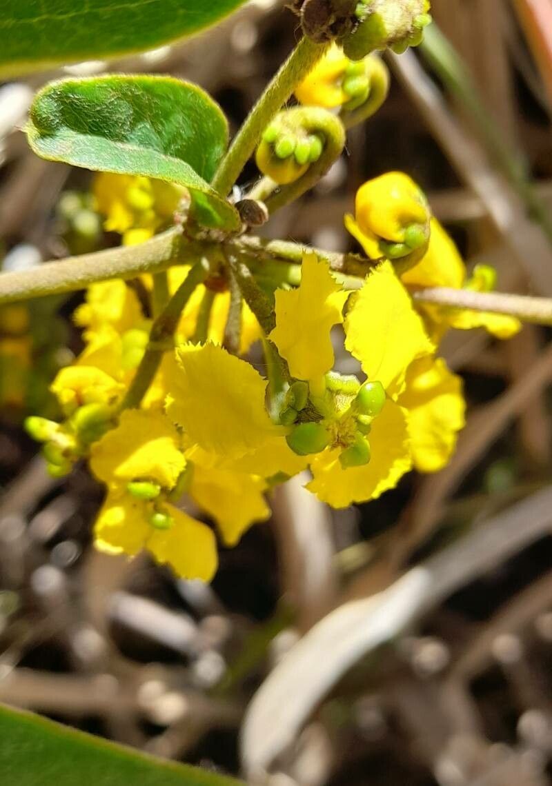 Stigmaphyllon bonariense flower
