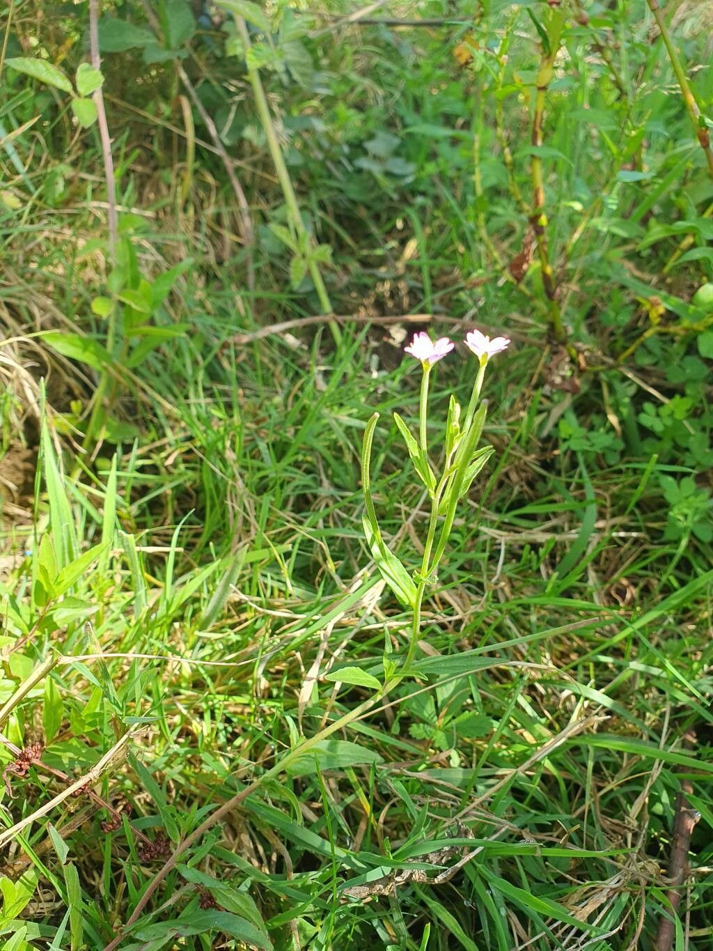 Epilobium nutans habit