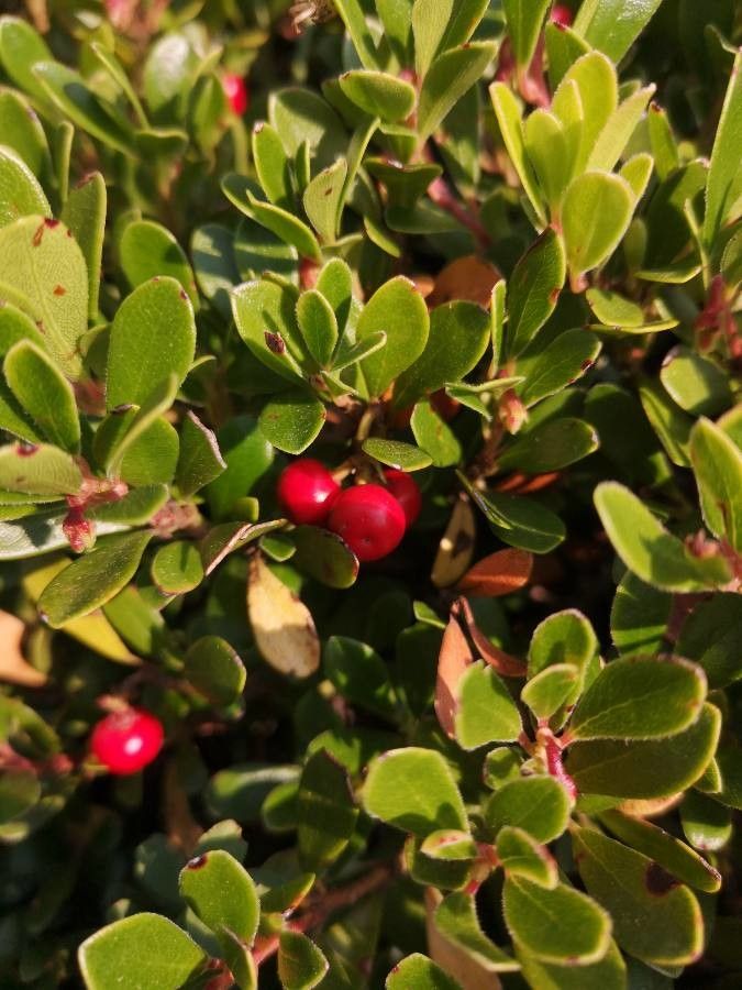 Arctostaphylos uva-ursi fruit