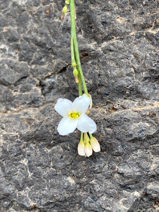 Crambe scoparia flower
