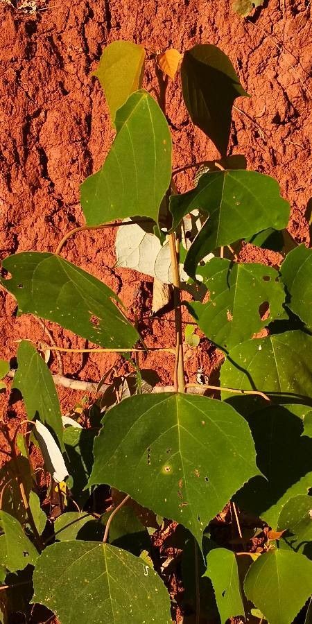 Mallotus apelta — related species from the same genus