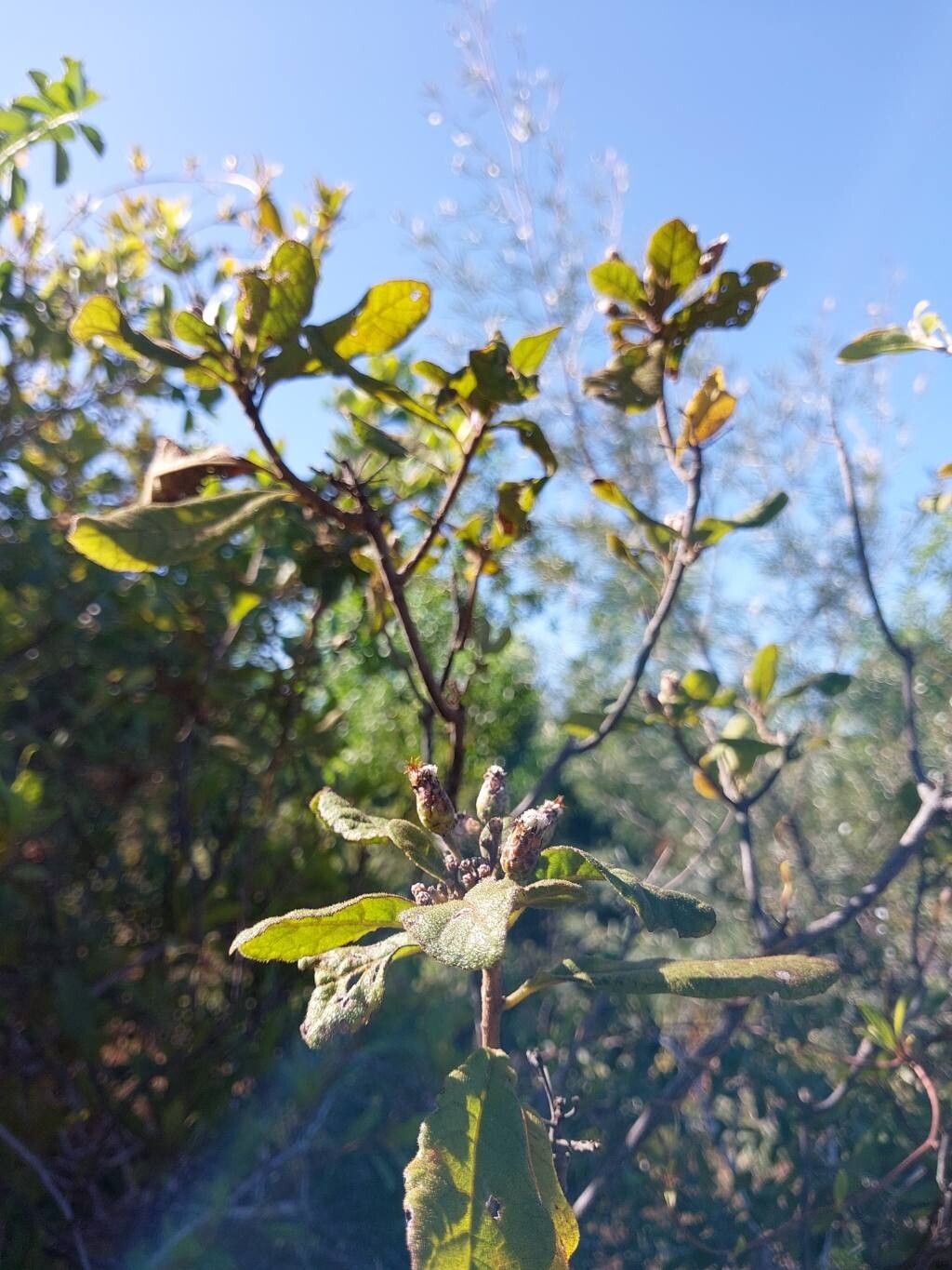 Vernonia platylepis other