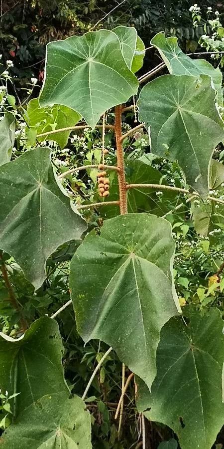 Mallotus barbatus — related species from the same genus