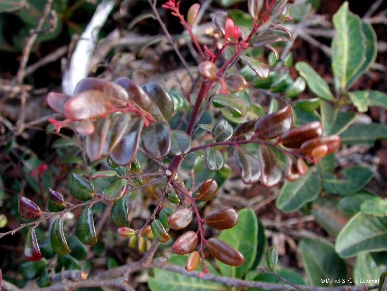 Phyllanthus tiebaghiensis fruit