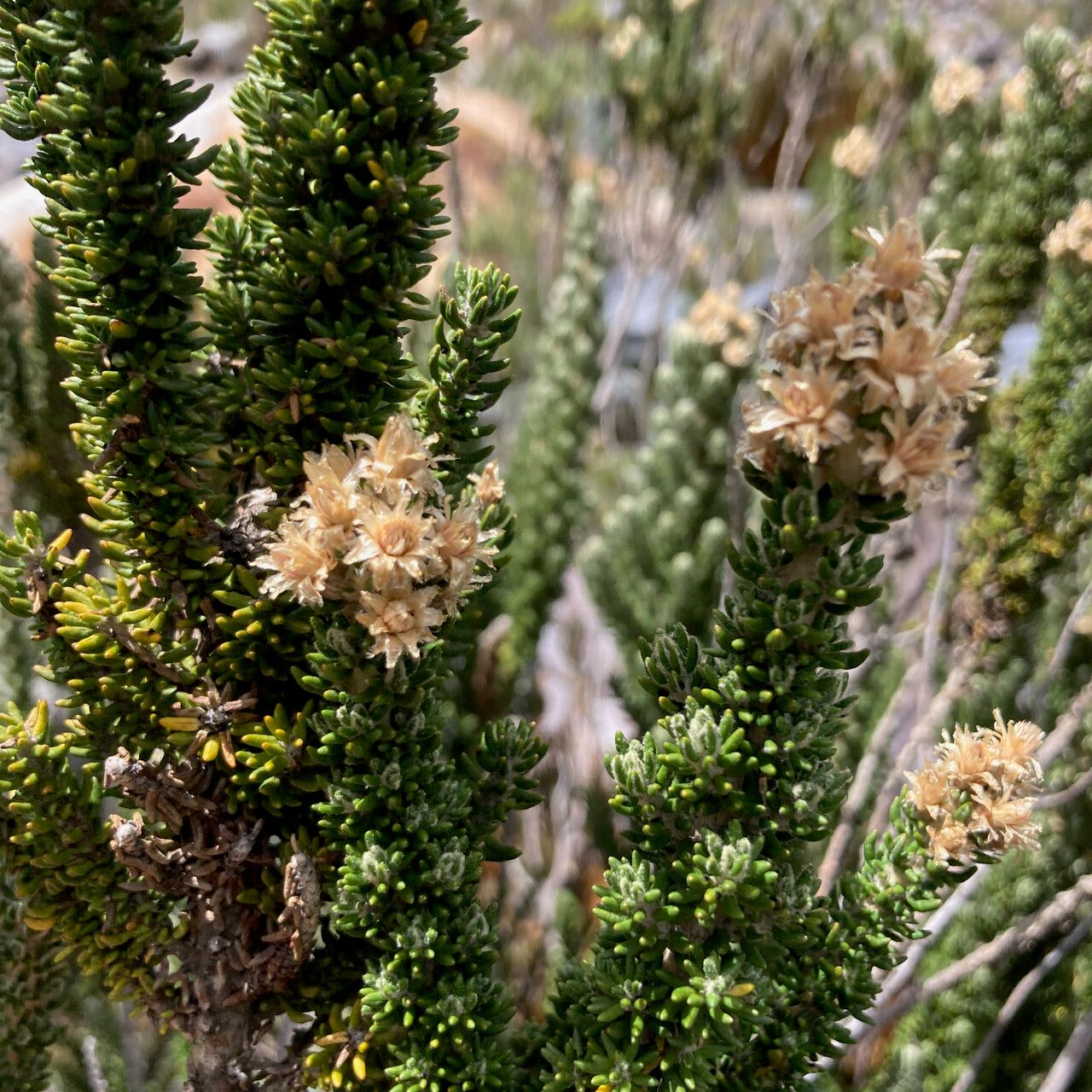 Diplostephium foliosissimum leaf
