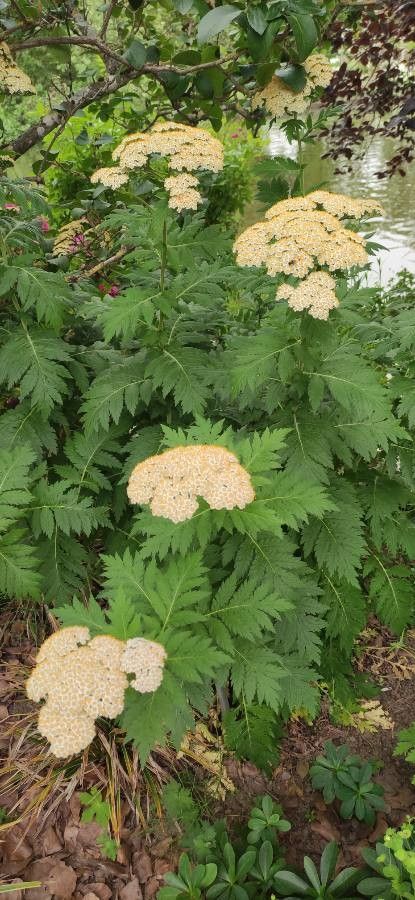 Achillea chrysocoma habit
