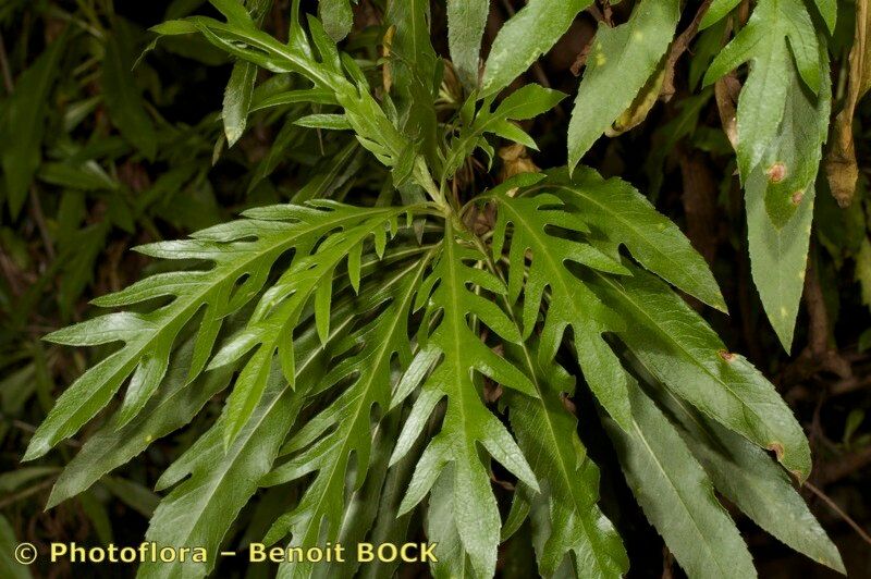 Cheirolophus falcisectus — houseplant care guide