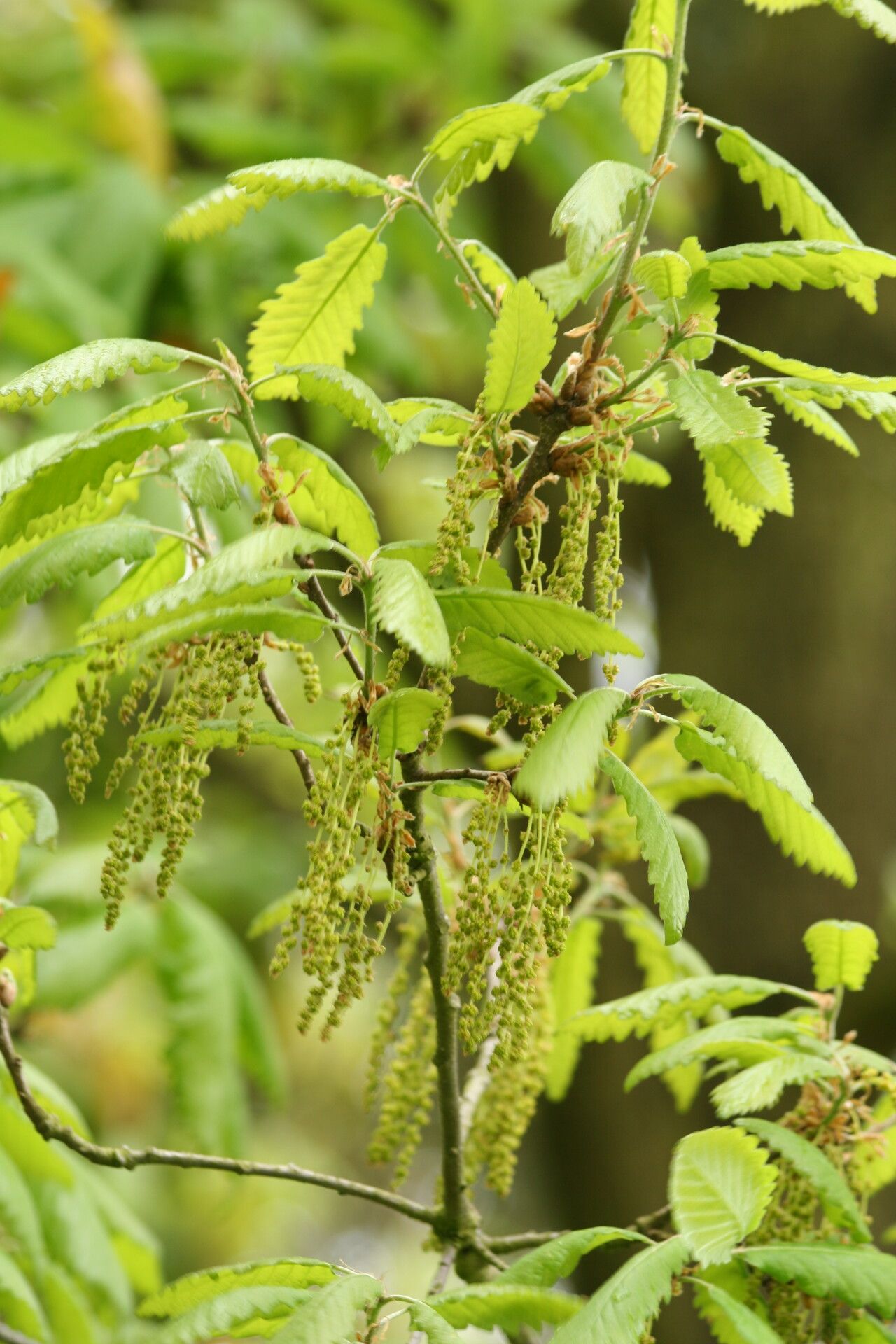 Quercus canariensis flower