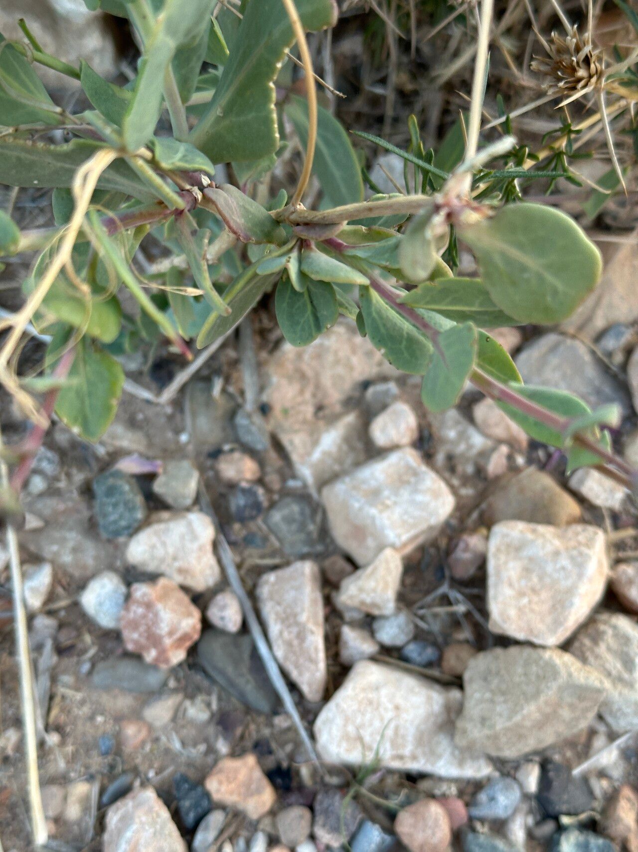 Moricandia suffruticosa — related species from the same genus