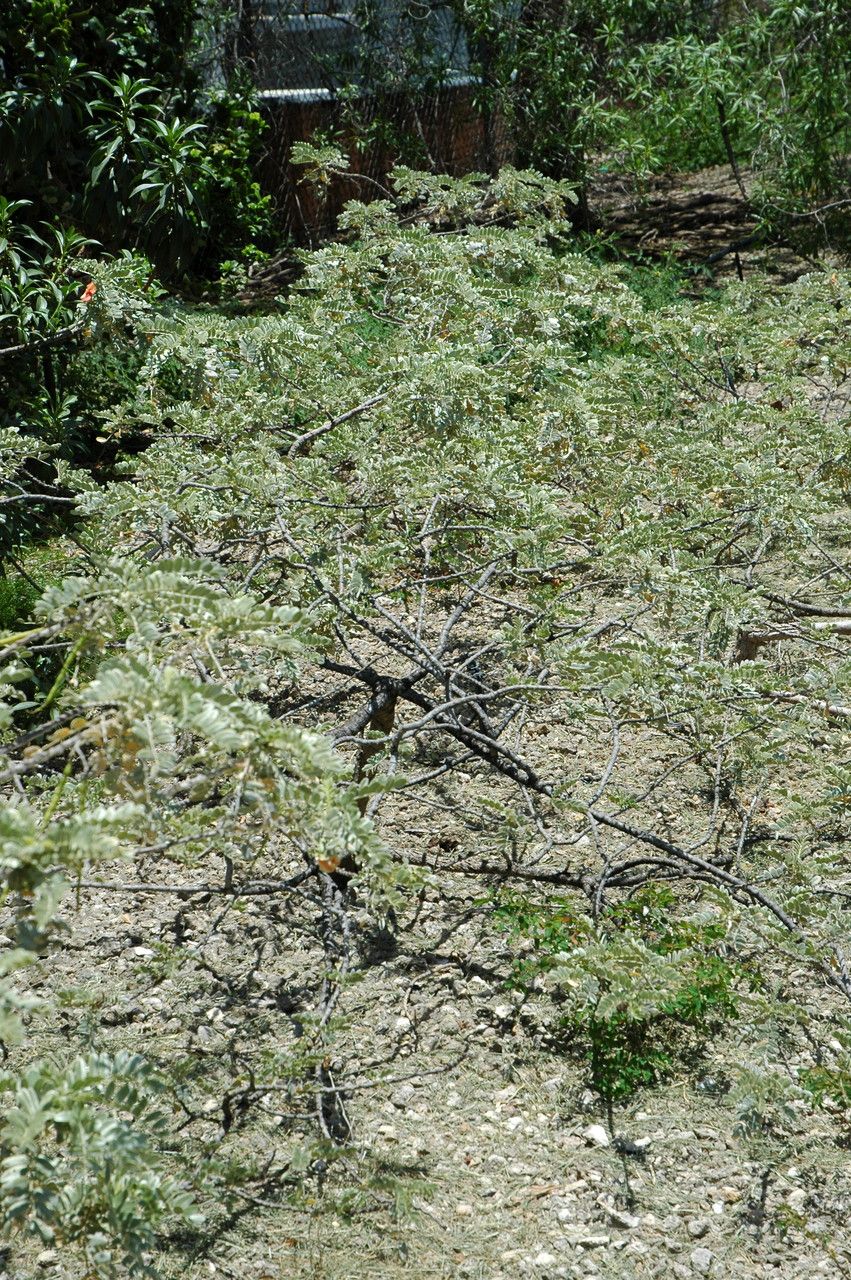 Sesbania tomentosa habit