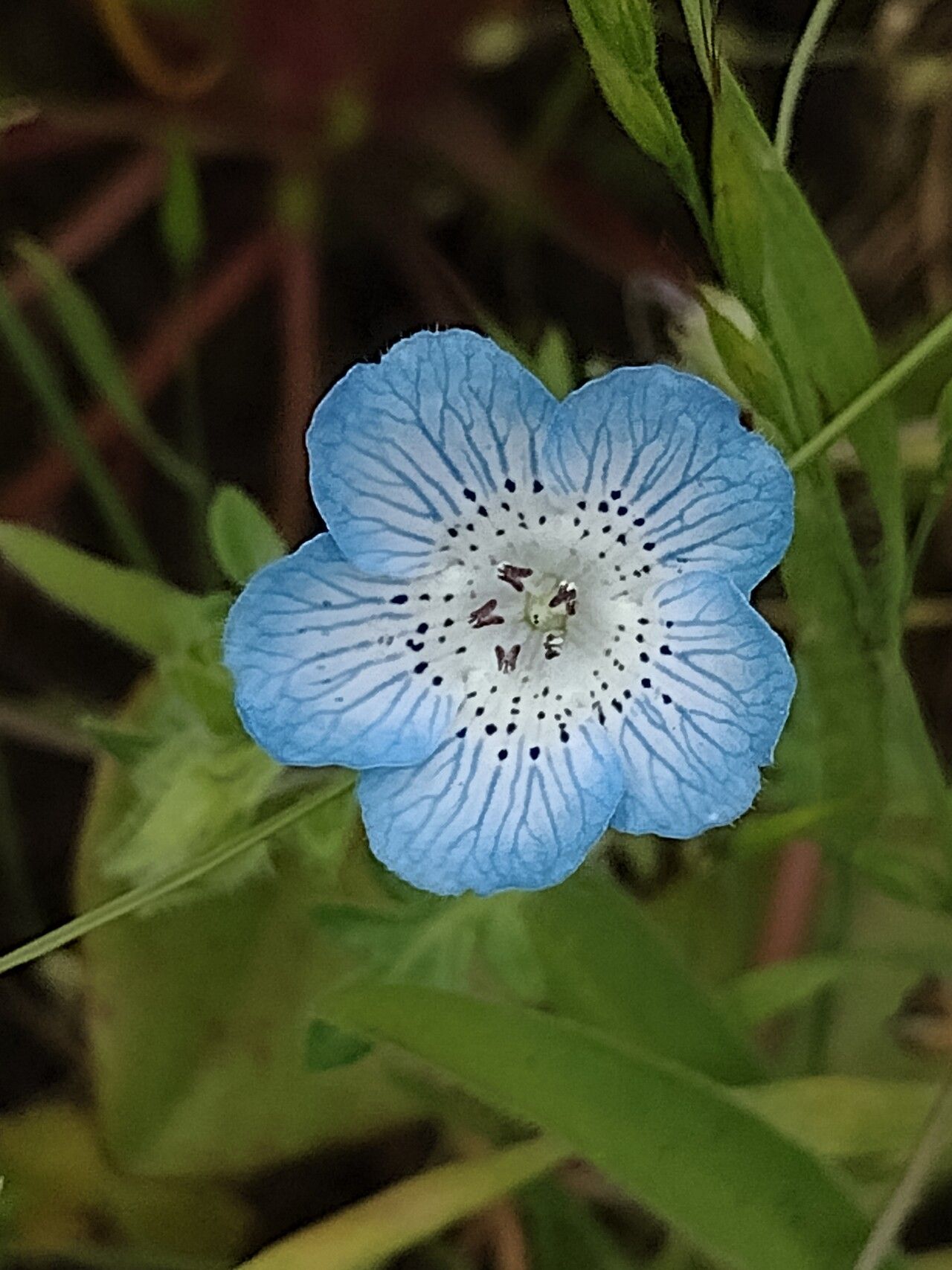 Nemophila menziesii — search result for 'Boraginaceae'