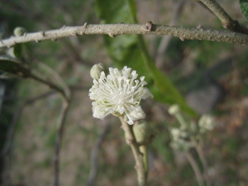 Croton mauritianus flower