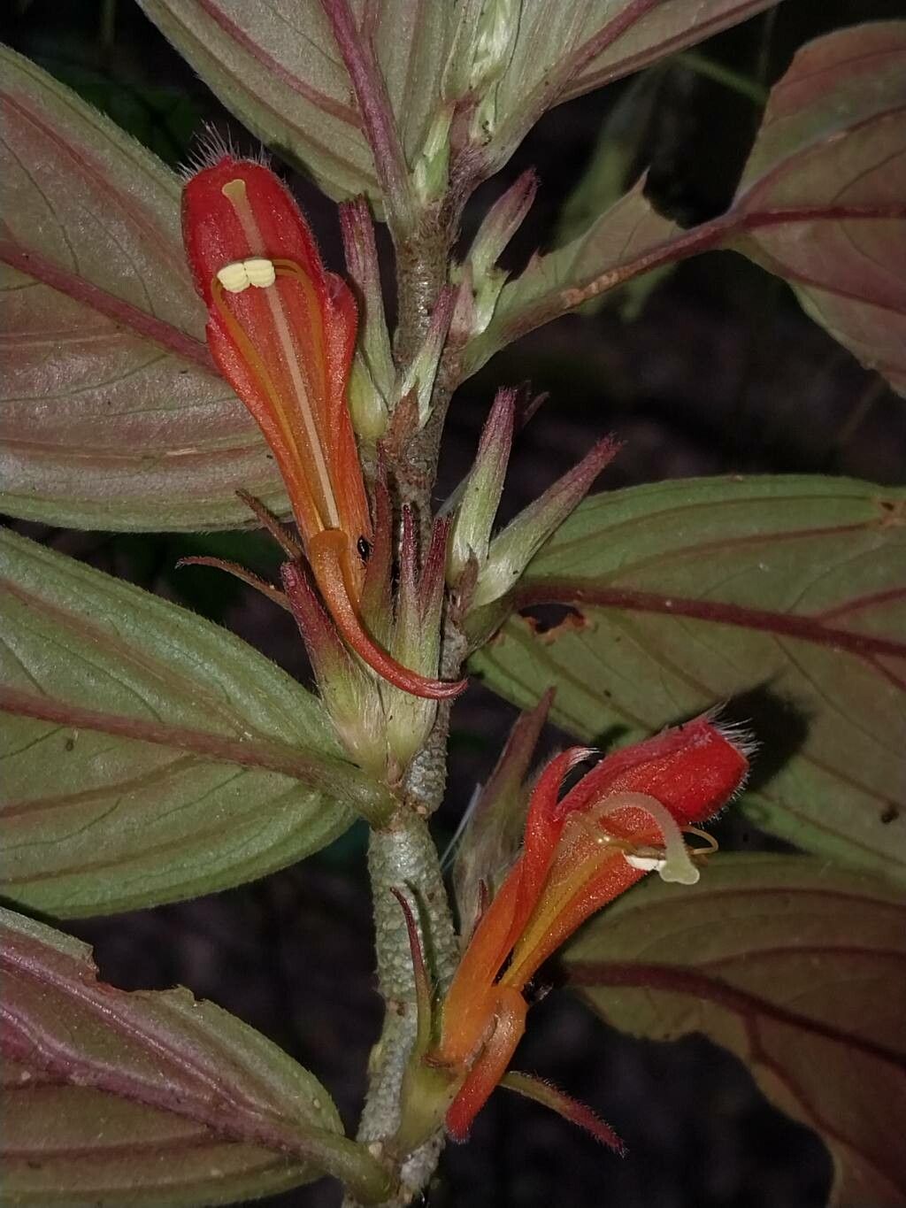 Columnea verecunda — search result for 'Columnea'