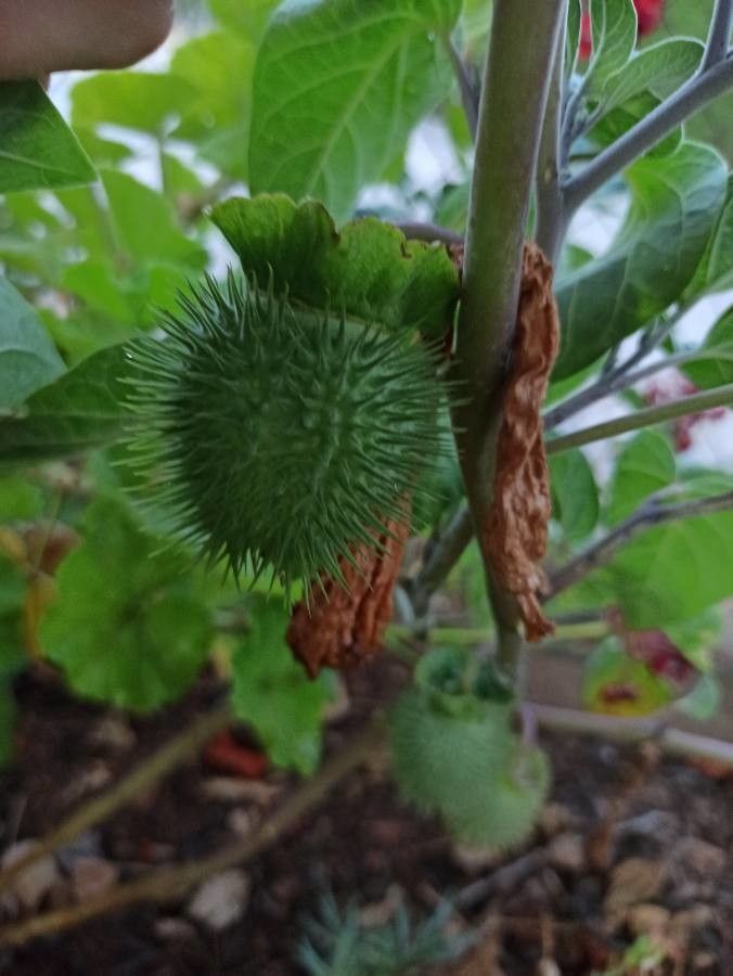 Datura inoxia fruit
