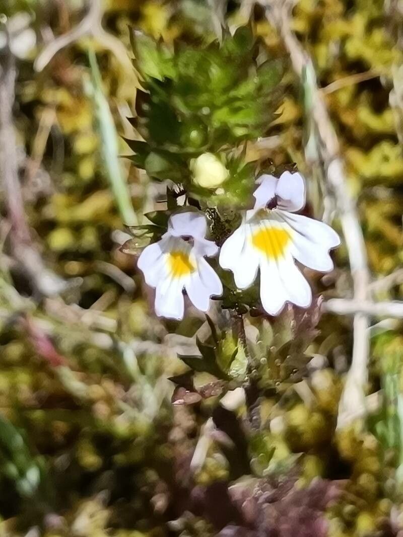 Euphrasia nemorosa flower