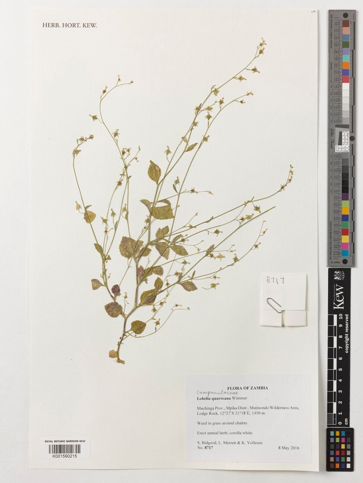 Lobelia quarreana — houseplant care guide