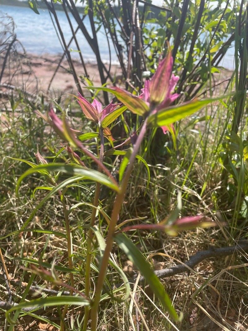 Castilleja elegans — houseplant care guide