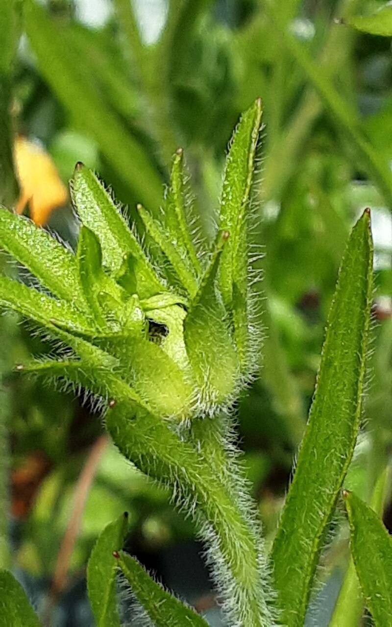 Rudbeckia missouriensis flower