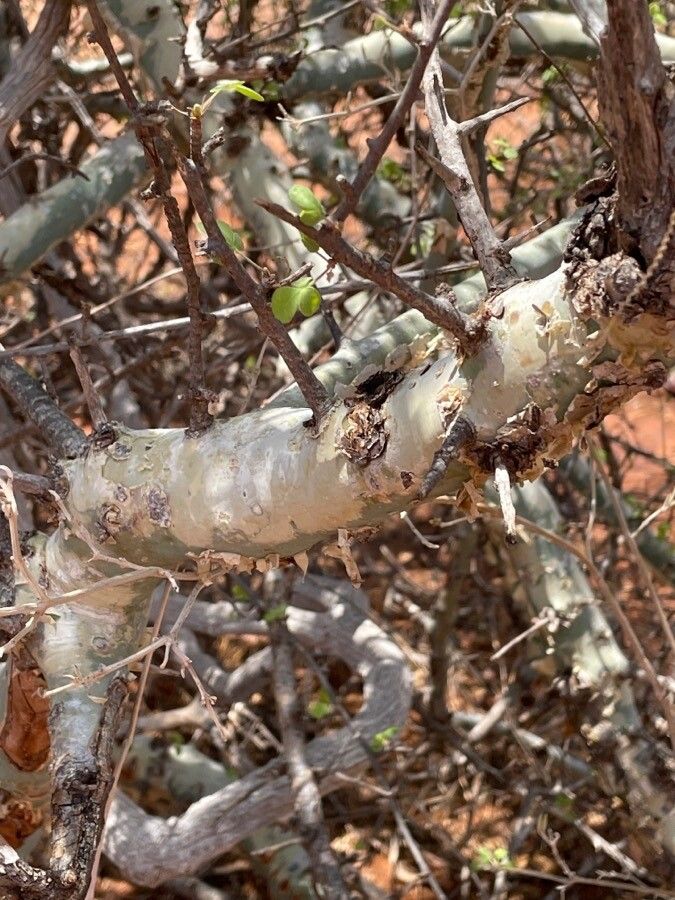 Commiphora kataf bark