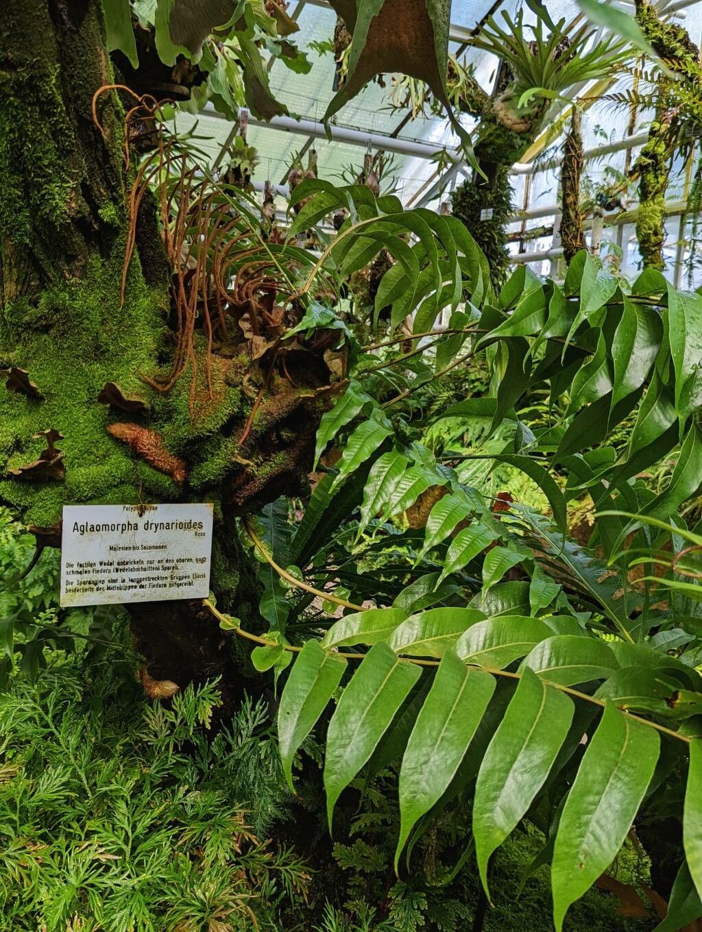 Aglaomorpha drynarioides habit