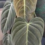 Philodendron melanochrysum