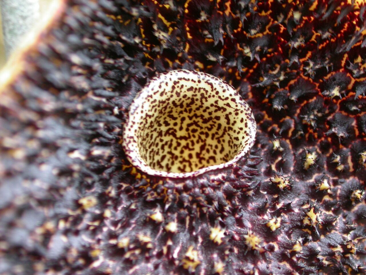Aristolochia griffithii other