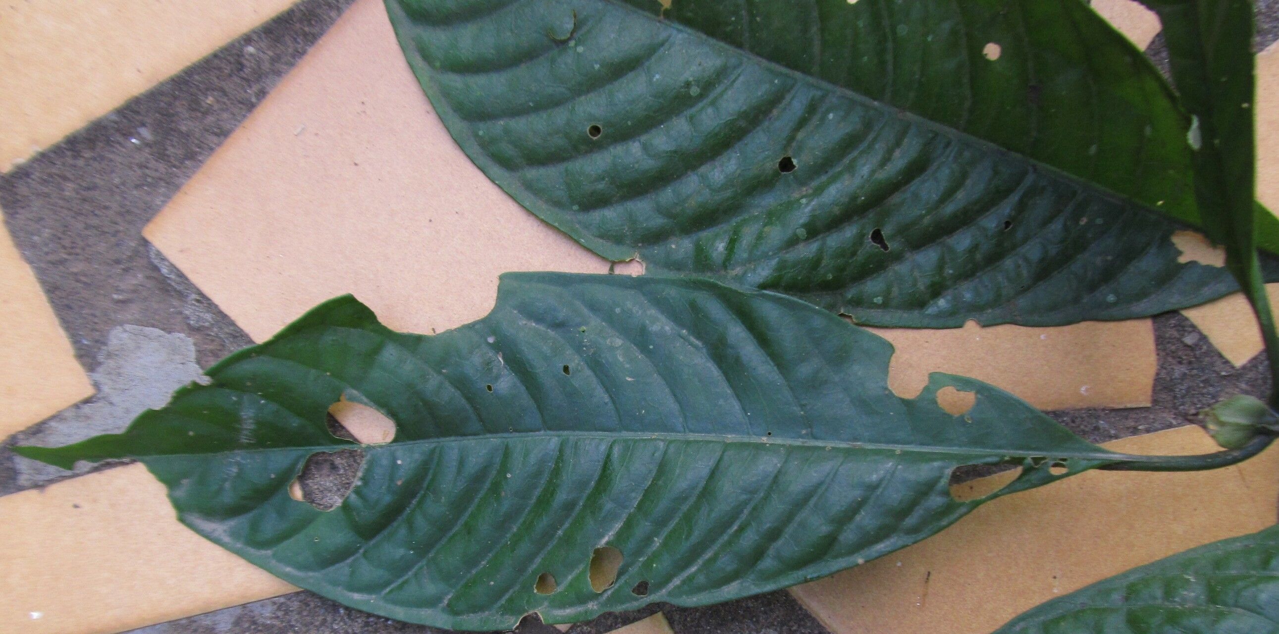 Psychotria thonneri leaf