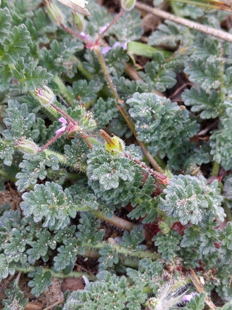 Erodium lebelii fruit