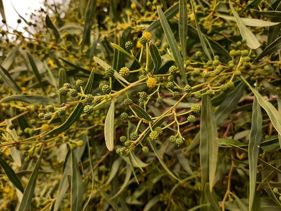 Acacia pycnantha leaf