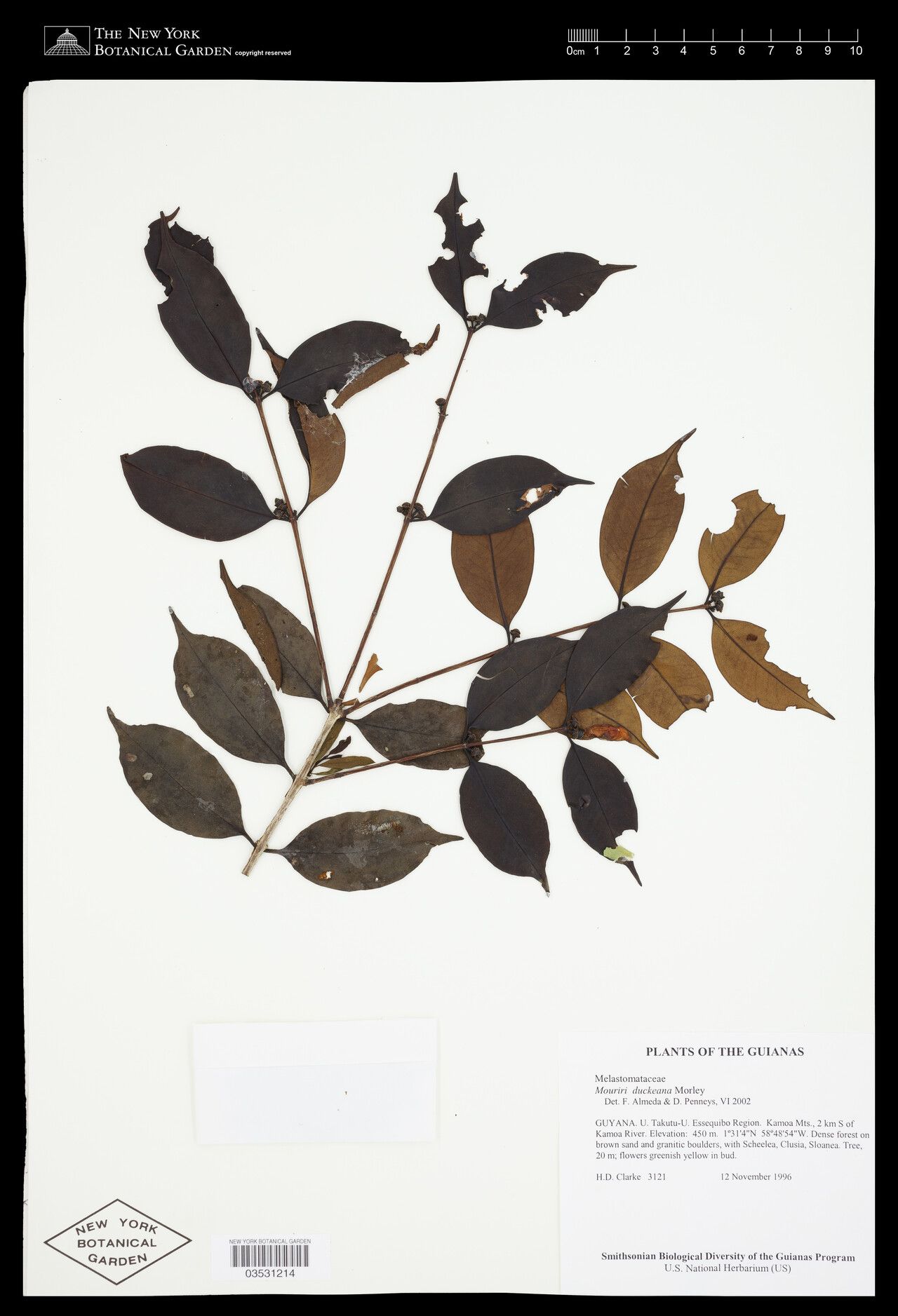 Mouriri duckeana — search result for 'Mouriri'