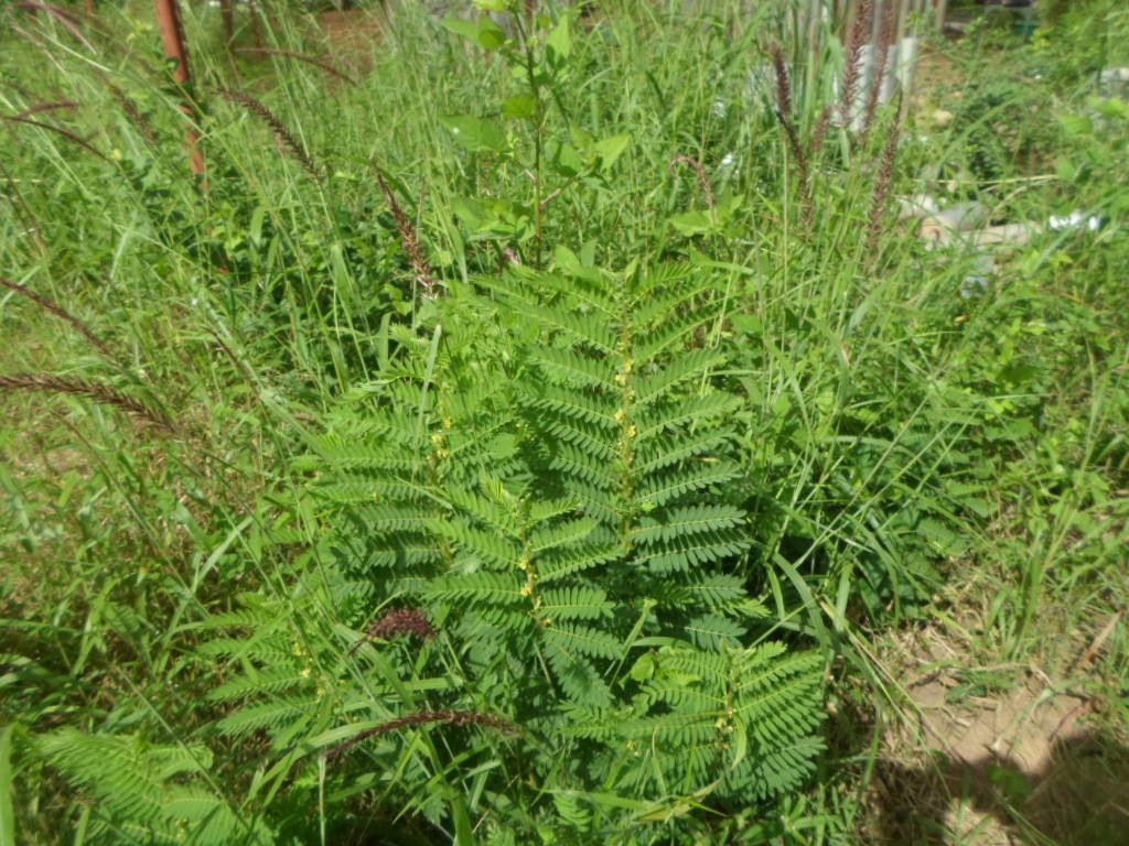 Chamaecrista nigricans habit