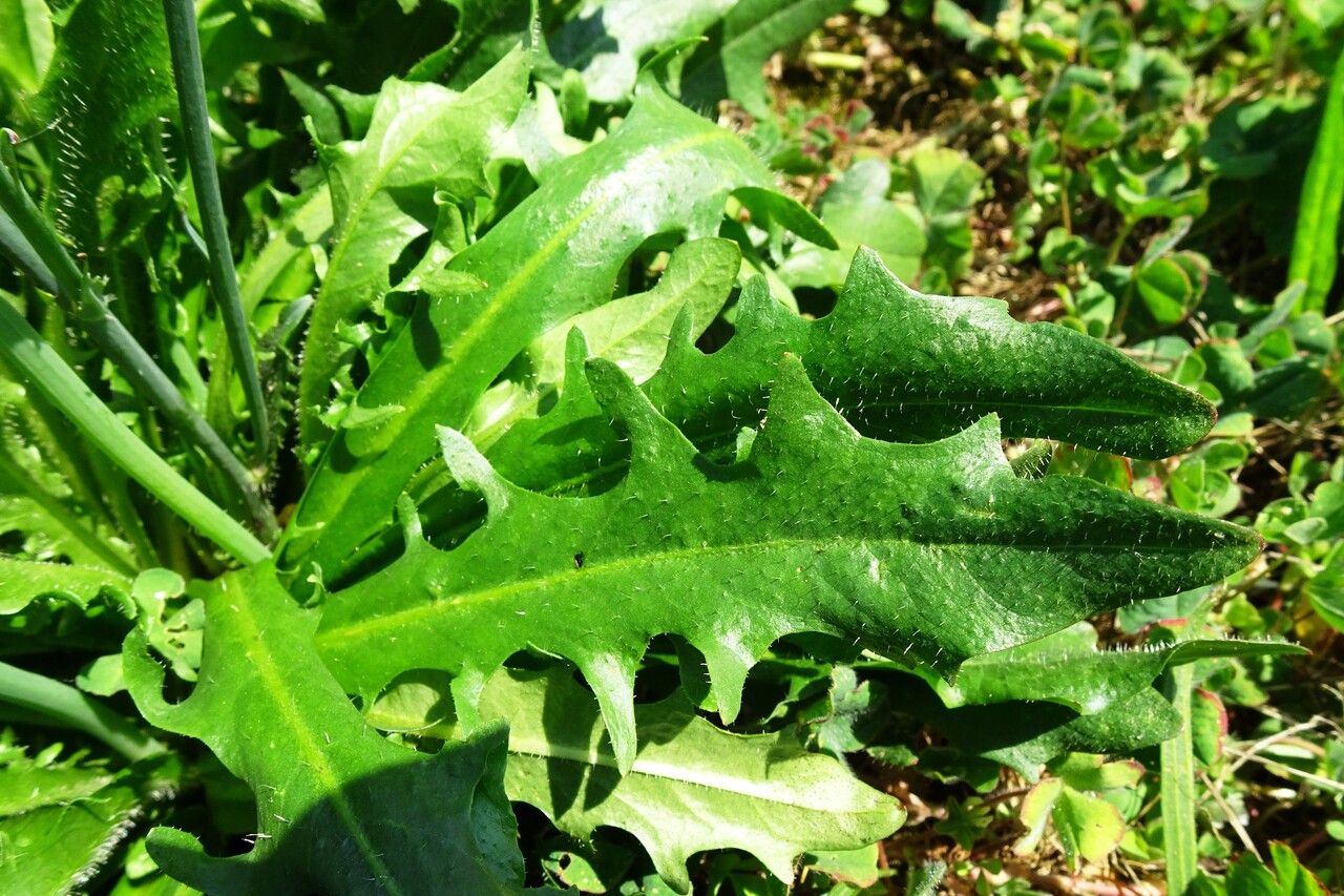 Hypochaeris radicata — search result for 'Hypochaeris'