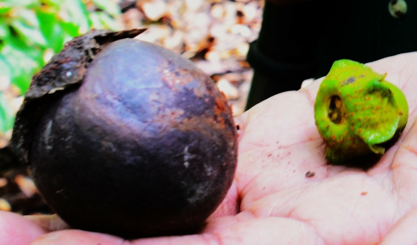 Diospyros wallichii — houseplant care guide