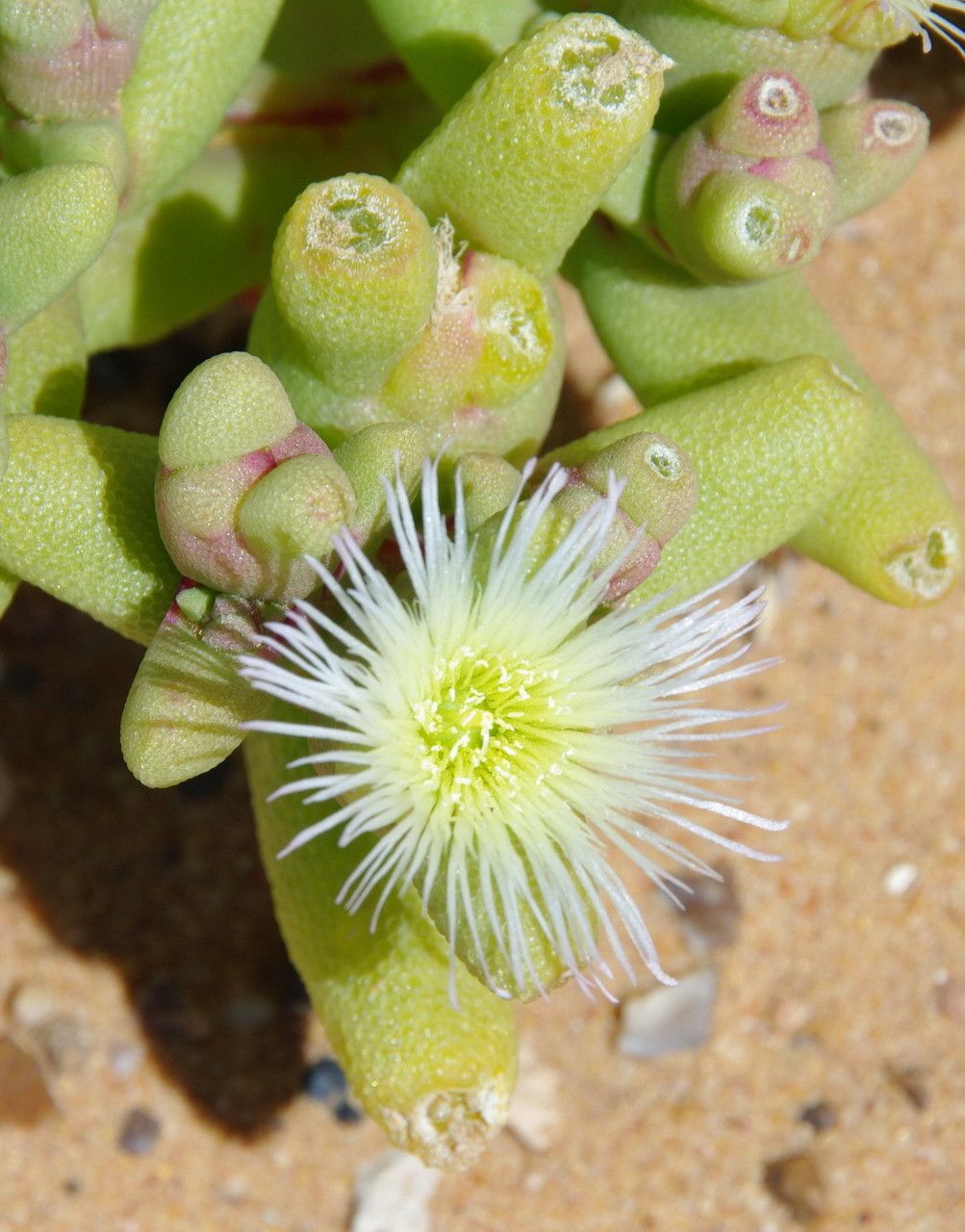 Mesembryanthemum cryptanthum flower