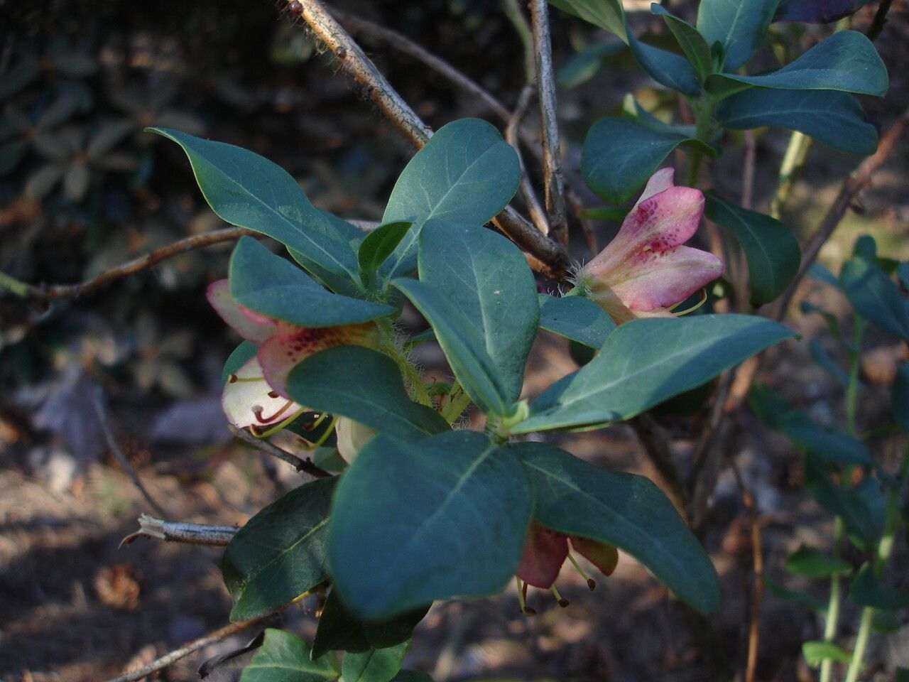 Rhododendron mekongense leaf